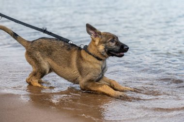 11 haftalık Alman çoban köpeği suda oynuyor.