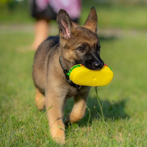 Un cachorro pastor alemán de ocho semanas jugando con un juguete en hierba verde. Raza de línea de trabajo —  Fotos de Stock