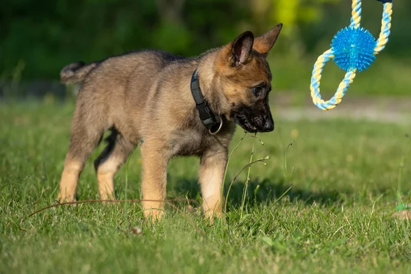 一只八周大的德国牧羊犬在绿草里玩玩具。工作服品种 — 图库照片