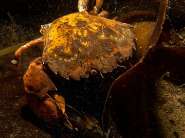 Bir yengecin yakın plan resmi. 