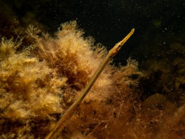  Deniz yosunu ve taşların arasında, Nerophis ophidion adında düz burunlu bir boru balığının yakın plan fotoğrafı.