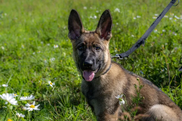 Dog portrait of an eleven weeks old German Shepherd puppy. Green grass background — Stock Photo, Image
