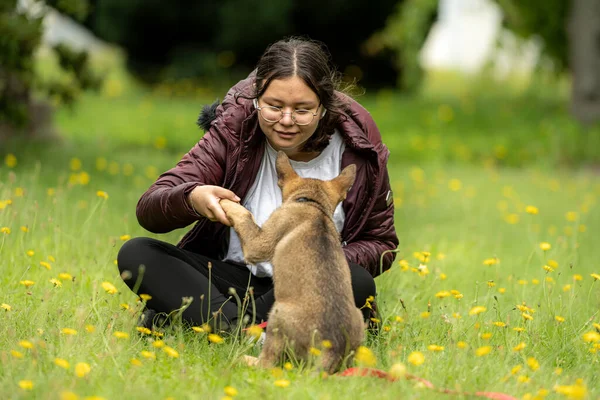 Genç bir kız bir Alman çoban köpeğiyle oynuyor.
