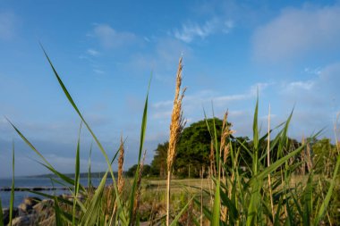 Günbatımında kırmızı bir gül Baltık Denizi 'nin arka planında