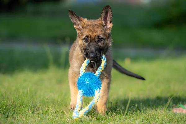 Sekiz haftalık Alman çoban köpeği yeşil çimlerde bir oyuncakla oynuyor. Çalışan cins
