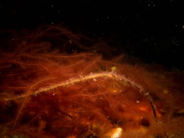  Turuncu deniz yosununun yakın plan fotoğrafı.