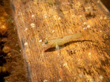 Kristalobius linearis, kristal goby. Fotoğraf: Öresund, Malmö İsveç