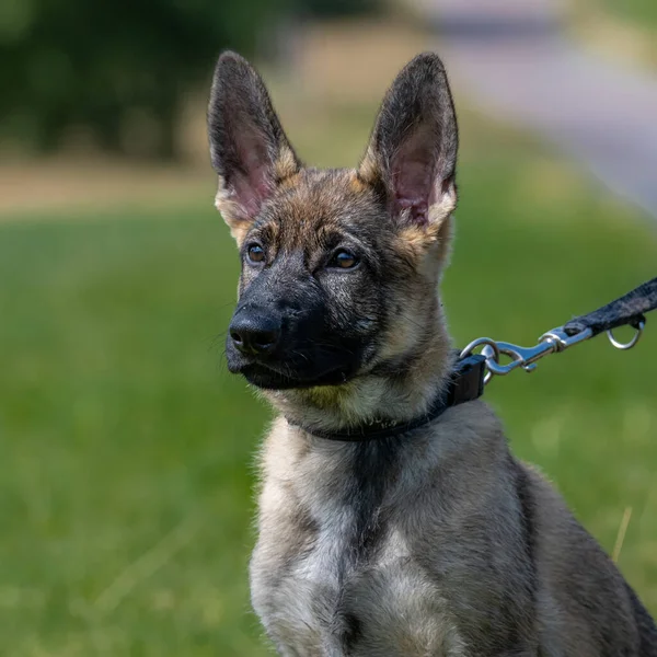 Retrato de cão de um cachorro pastor alemão de onze semanas de idade. Fundo de grama verde — Fotografia de Stock