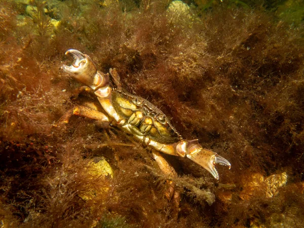 A close-up picture of a crab among seaweed — Stock Photo, Image