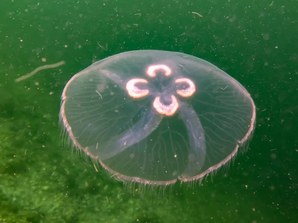 Una medusa lunar o Aurelia aurita con algas amarillas y verdes en el fondo. Foto de Oresund, Malmo Suecia — Foto de Stock