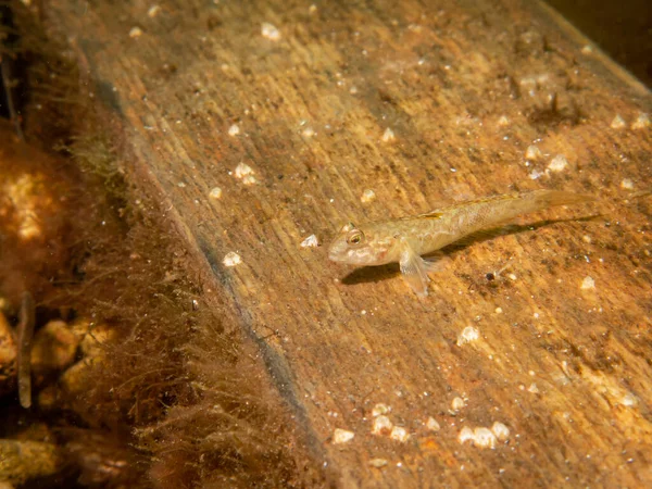 Crystallogobius linearis, the crystal goby. Picture from Oresund, Malmo Sweden — Stock Photo, Image