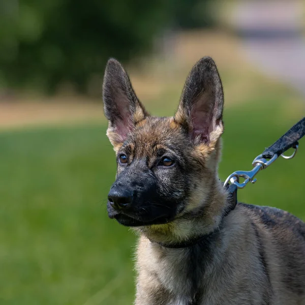 Dog portrait of an eleven weeks old German Shepherd puppy. Green grass background — Stock Photo, Image