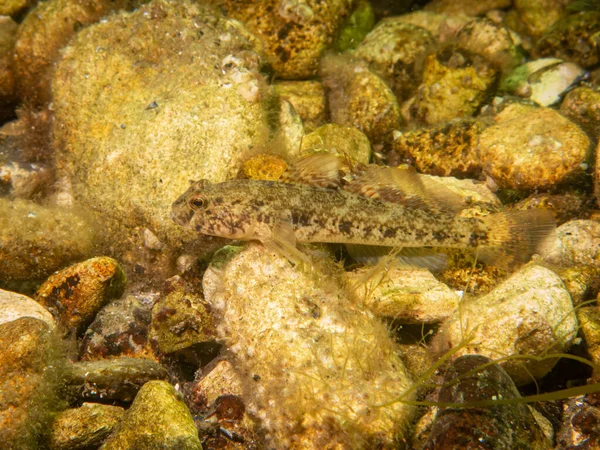 En Sandy Goby, Pomatoschistus minutus, i Öresund, mellan Sverige och Danmark — Stockfoto