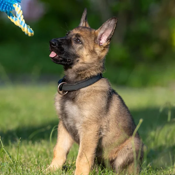 Psí portrét osmitýdenního německého ovčáka v zelené trávě. Sable barevné, pracovní linie plemeno — Stock fotografie