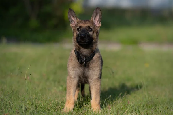 緑の草の中に8週間の古いドイツの羊飼いの子犬の犬の肖像画。安定した冷間加工ライン品種 — ストック写真