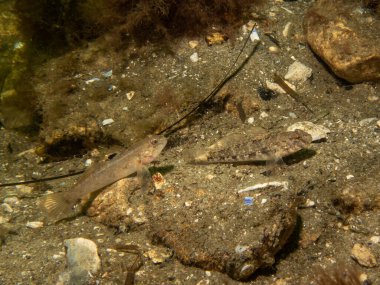 Bir Sandy Goby, Pomatoschistus minute, The Sound 'da, İsveç ve Danimarka arasında