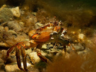Deniz yosunları arasında bir yengecin yakın plan fotoğrafı.