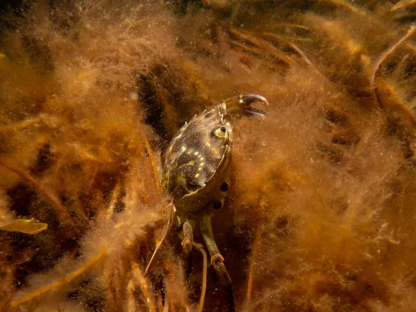 Крупним планом фото краба серед морських водоростей — стокове фото