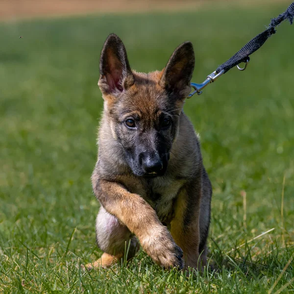 Cane ritratto di un cucciolo di pastore tedesco di undici settimane. Erba verde sfondo — Foto Stock