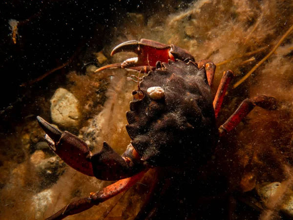 Deniz yosunları arasında bir yengecin yakın plan fotoğrafı.