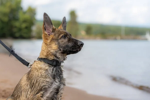 Portrait de chien d'un chiot berger allemand de onze semaines. Mouiller la fourrure après le jeu dans l'eau — Photo