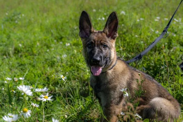 Portret psa jedenastotygodniowego Owczarek niemiecki szczeniak. Zielona trawa w tle — Zdjęcie stockowe