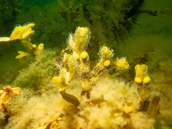 Fucus vesiculosus, känd under de vanliga namnen blåstång, svart tang, ogräs, urinblåsa fukus, havsek, klippt ogräs, färgämnen fukus, röd fukus, och rock wrack — Stockfoto