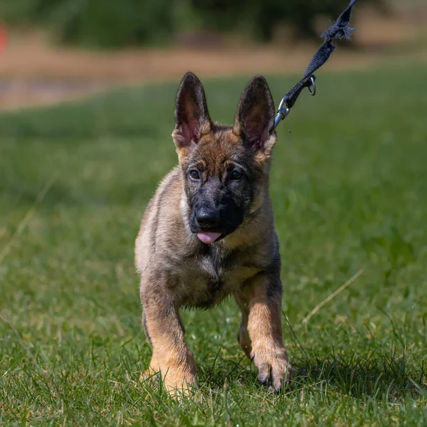 Dog portrait of an eleven weeks old German Shepherd puppy. Green grass background — Stock Photo, Image