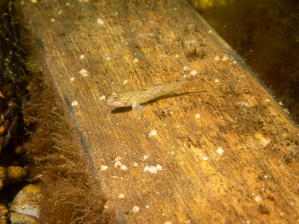 Crystallogobius linearis, the crystal goby. Picture from Oresund, Malmo Sweden — Stock Photo, Image