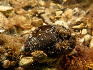 Soğuk Kuzey Avrupa sularında mavi midye, Mytilus Edulis.
