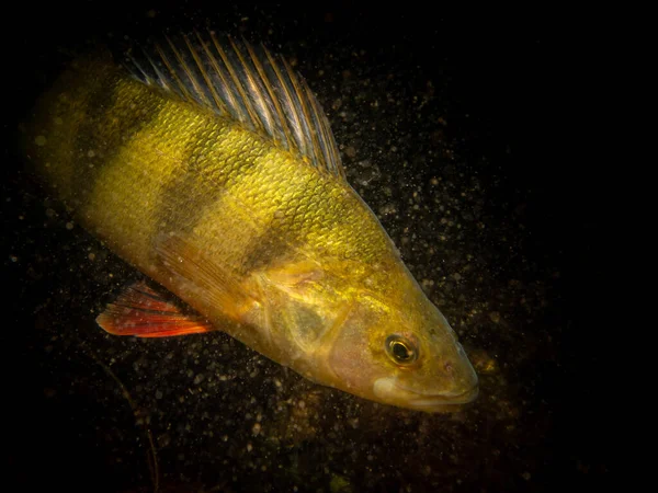 Un primo piano di un pesce persico europeo, Perca fluviatilis, nelle fredde acque del Nord Europa — Foto Stock