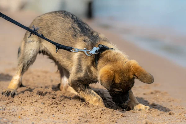 En elva veckor gammal schäfer valp leker på en sandstrand. Våt päls efter lek i vattnet — Stockfoto