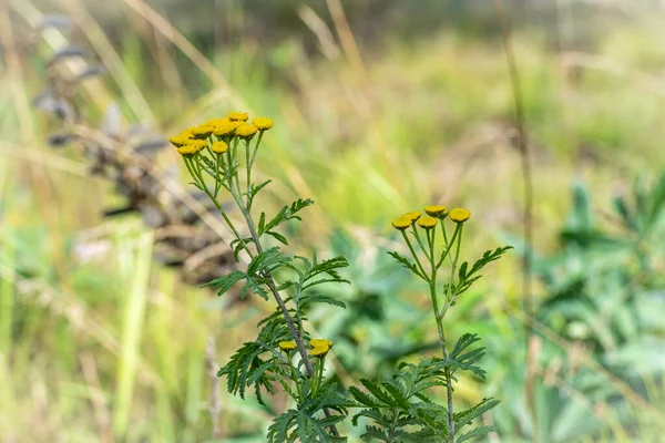 Rostlina se žlutými květy. Rozmazané pozadí — Stock fotografie