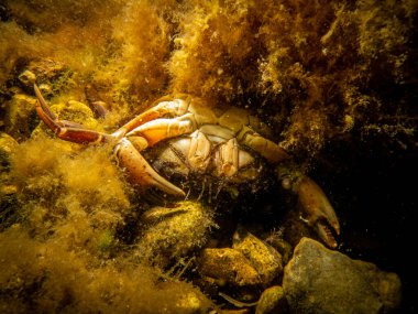 Sarı yosun içinde ölü bir yengeç. Öresund 'da scuba dalışı, İsveç ile Danimarka arasındaki su