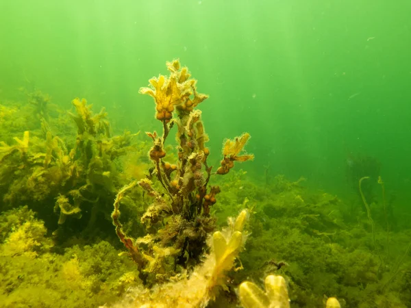 Närbild bild av Fucus vesiculosus, känd under de vanliga namnen blåstång, svart tang, stengräs, urinblåsa fucus, havsek, klippt ogräs, färgämnen fucus, röd fukus, och rock wrack — Stockfoto