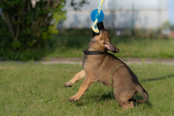 Un cachorro pastor alemán de ocho semanas jugando con un juguete en hierba verde. Raza de línea de trabajo — Foto de Stock