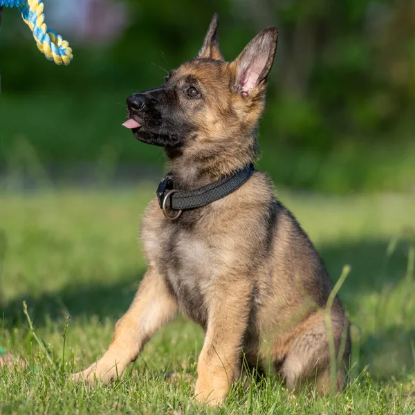 Retrato de perro de un cachorro pastor alemán de ocho semanas de edad en hierba verde. Sable colered, línea de trabajo de la raza — Foto de Stock
