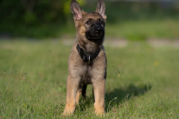 Ritratto di cane di un cucciolo di pastore tedesco di otto settimane in erba verde. Zibellino colorato, linea di lavoro razza — Foto Stock