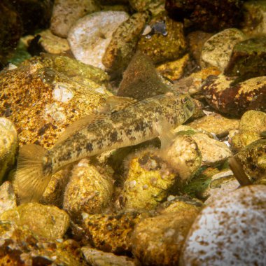 Bir Sandy Goby, Pomatoschistus minute, The Sound 'da, İsveç ve Danimarka arasında