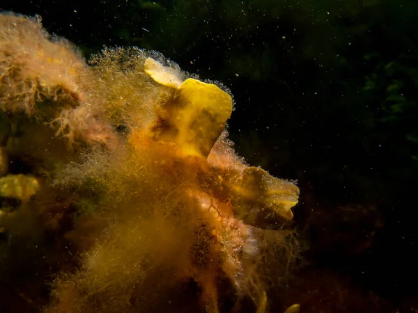 Крупним планом зображення Fucus Bubiculosus, відоме під загальною назвою сечовий міхур, чорний міхур, кам'яновугільний міхур, сечовий міхур, морський дуб, порізаний бур'ян, флюс барвників, червоний міхур та скелястий міхур — стокове фото