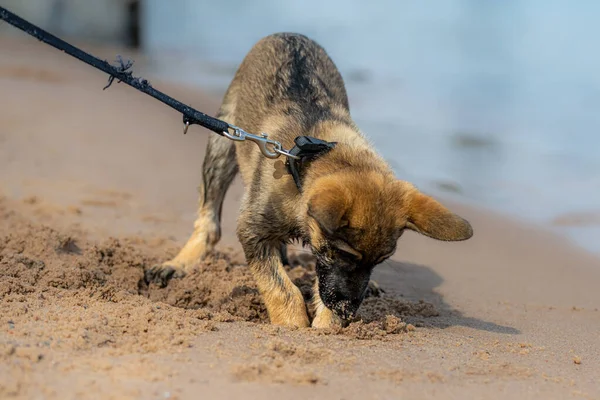 En elva veckor gammal schäfer valp leker på en sandstrand. Våt päls efter lek i vattnet — Stockfoto