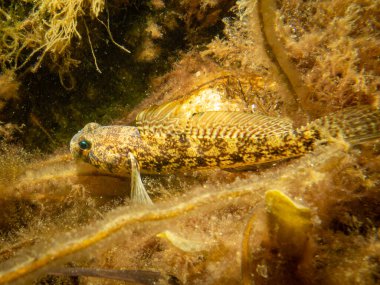Bir Sandy Goby, Pomatoschistus minute, The Sound 'da, İsveç ve Danimarka arasında