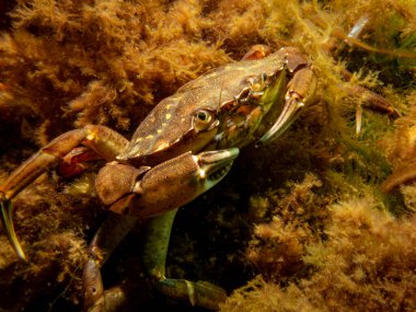 Yosun ve taşların arasında bir yengeç