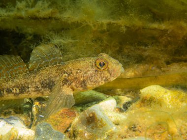 Bir Sandy Goby, Pomatoschistus minute, The Sound 'da, İsveç ve Danimarka arasında