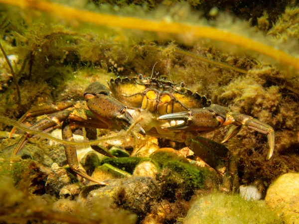 A crab among seaweed and stones — Stock Photo, Image