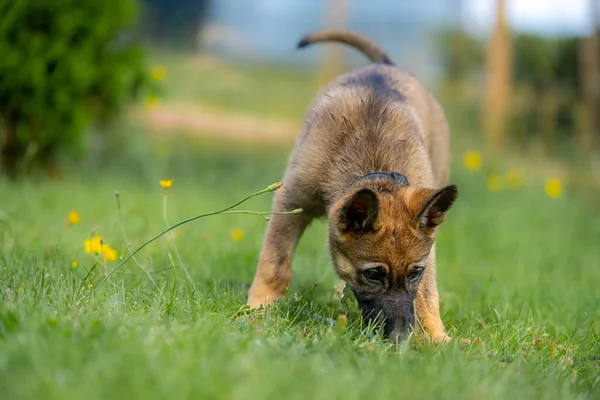 Un cachorro pastor alemán de nueve semanas juega en hierba verde. Sable de color, línea de trabajo —  Fotos de Stock