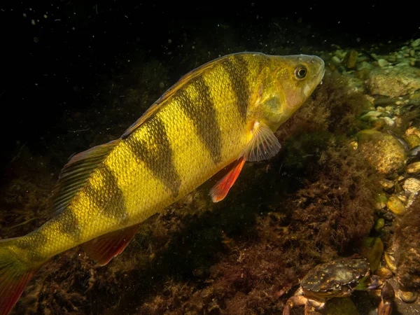 북유럽의 차가운 물에 떠 있는 유럽의 섭금류 (Perca fluviatilis) 의 근접 사진. — 스톡 사진