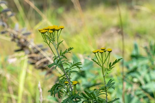 Rostlina se žlutými květy. Rozmazané pozadí — Stock fotografie
