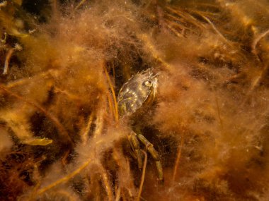 Deniz yosunları arasında bir yengecin yakın plan fotoğrafı.
