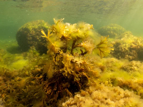 Fucus vesiculosus eller blåstång lyser upp av solstrålar som tränger in i vattnet. Bild från Öresund, Sverige — Stockfoto